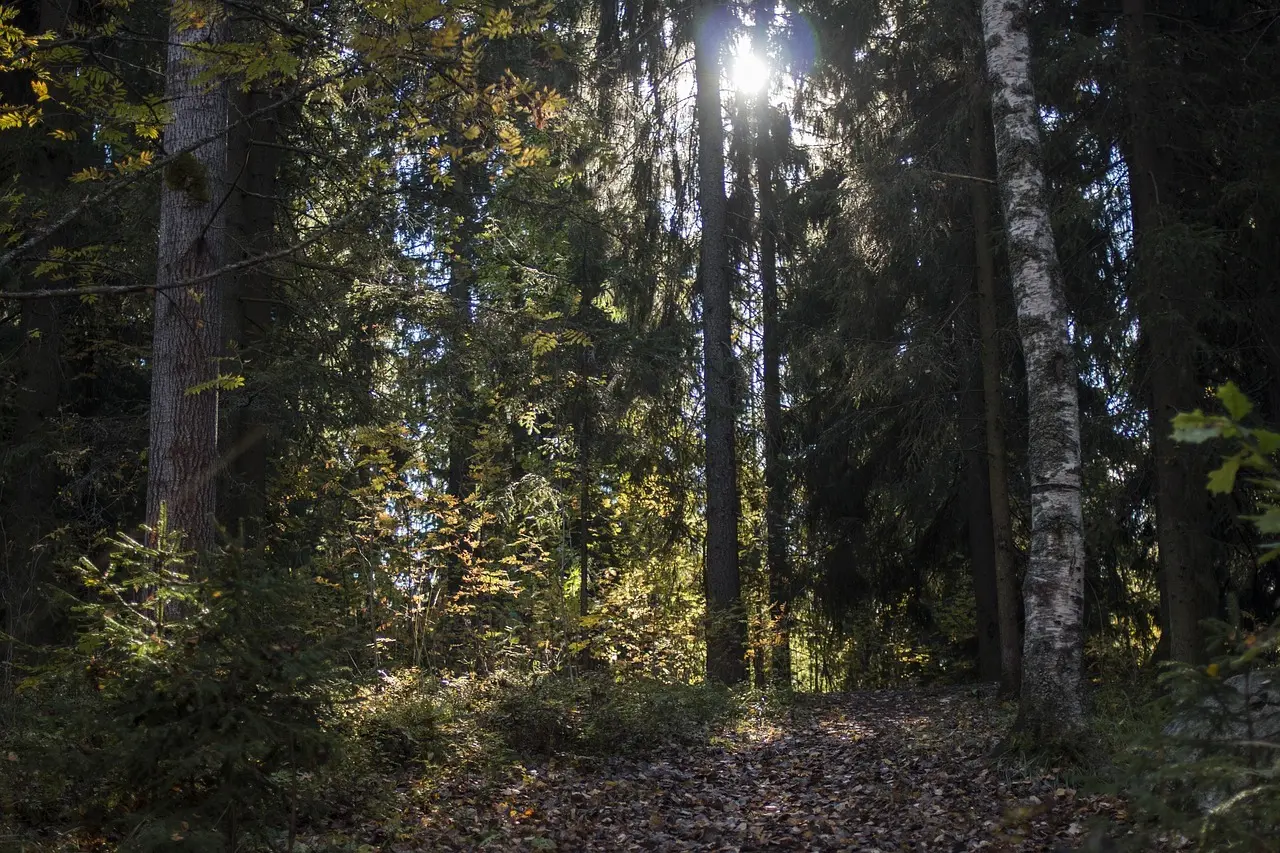 Sådan oplever du ruska: Finlands efterårsfarver