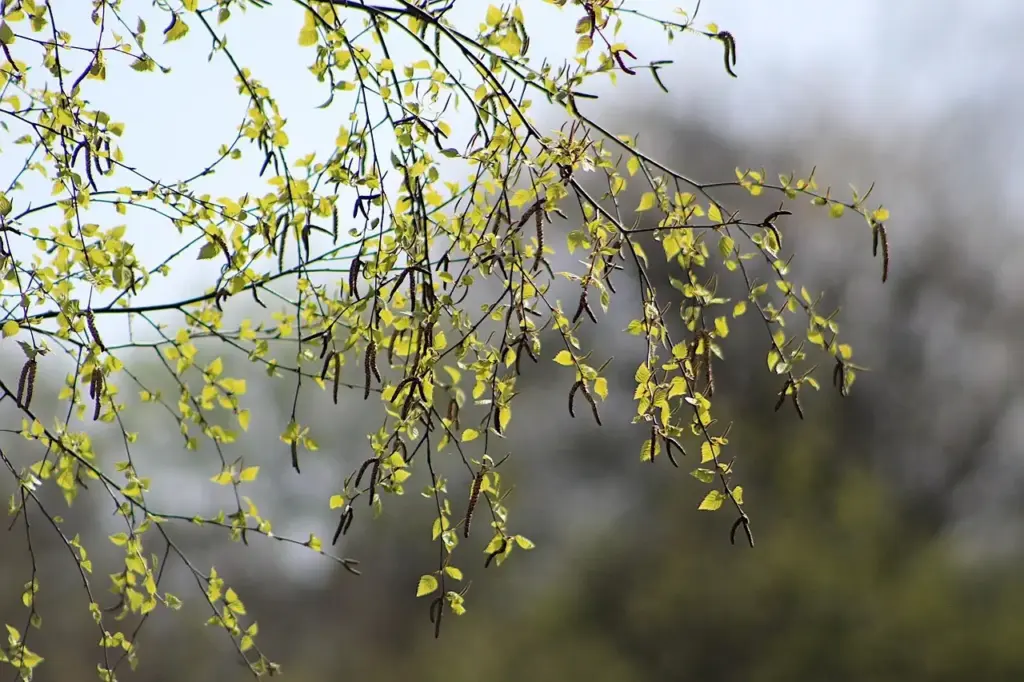 Mökki-kulturen: Derfor er sommerhuset helligt